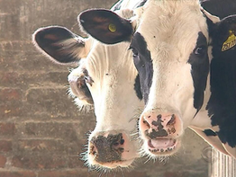 Produtor gaúcho de leite tem prejuízo de renda com alta nas importações