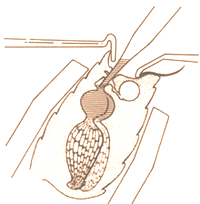 Dettagli della spermateca delle api regine e dell'inseminazione strumentale