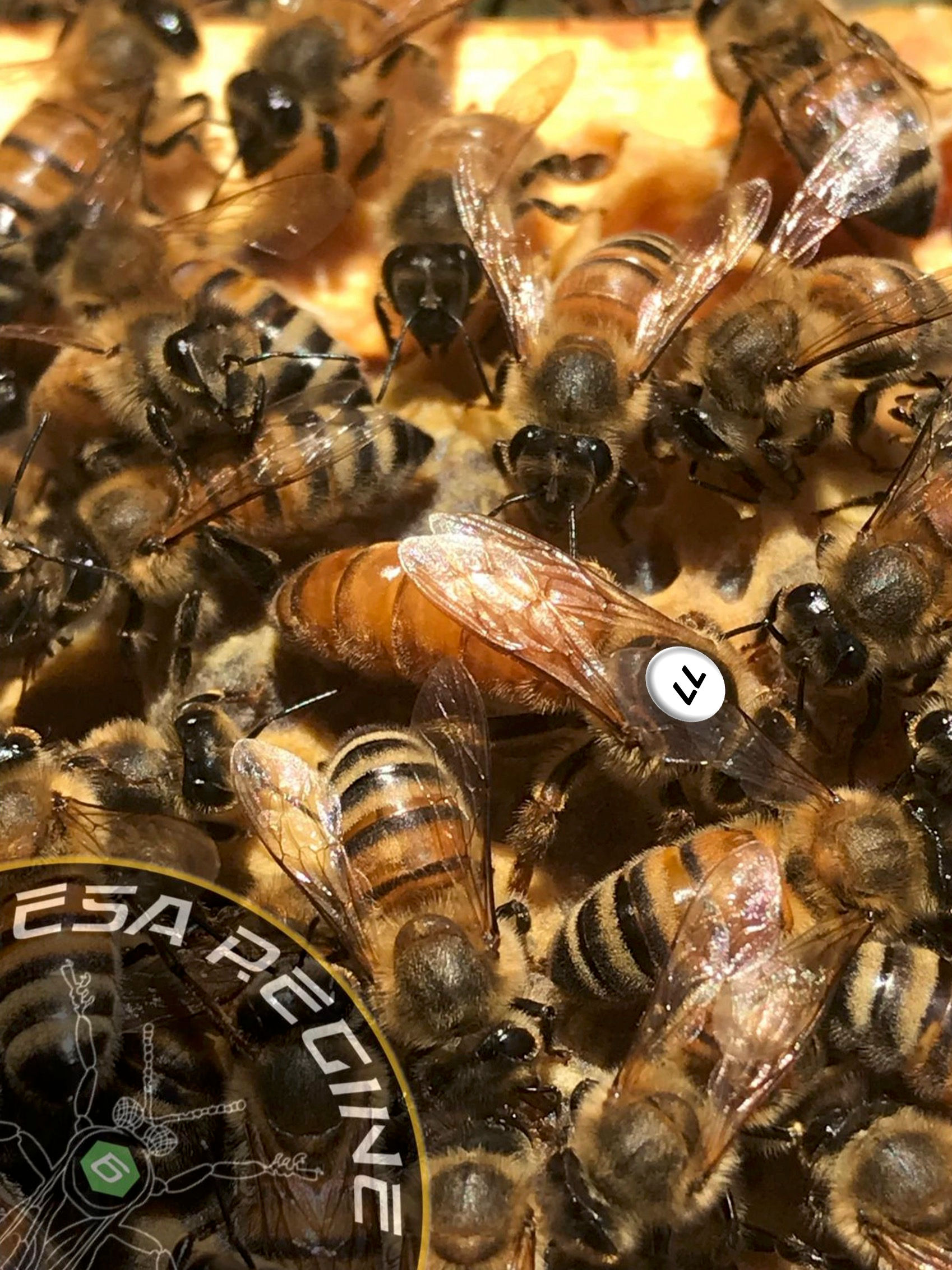 Regina Ligustica madre F0