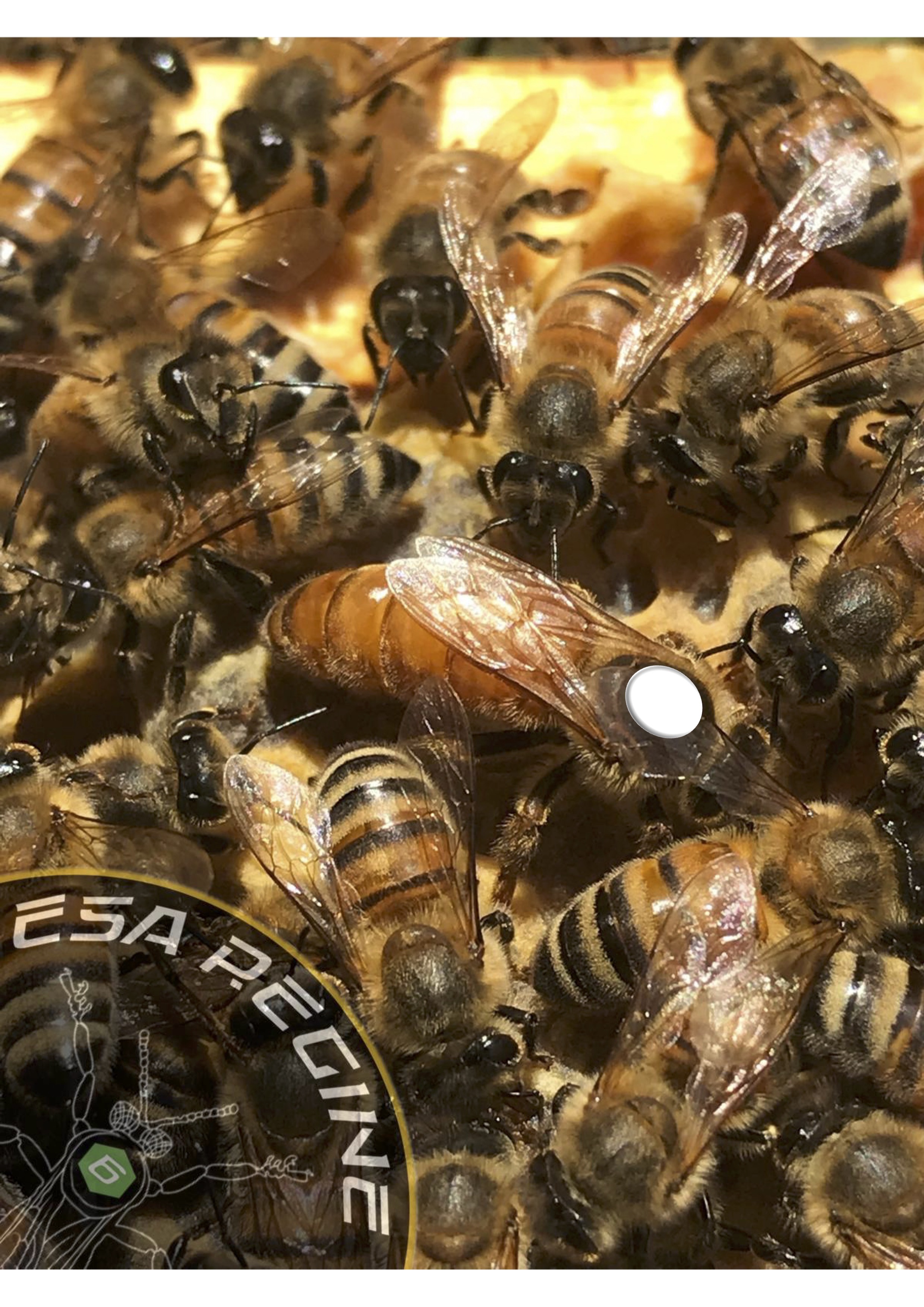 Aluminum Beverage Can   