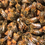 Miniatura: ITALIAN QUEEN BEE - F1