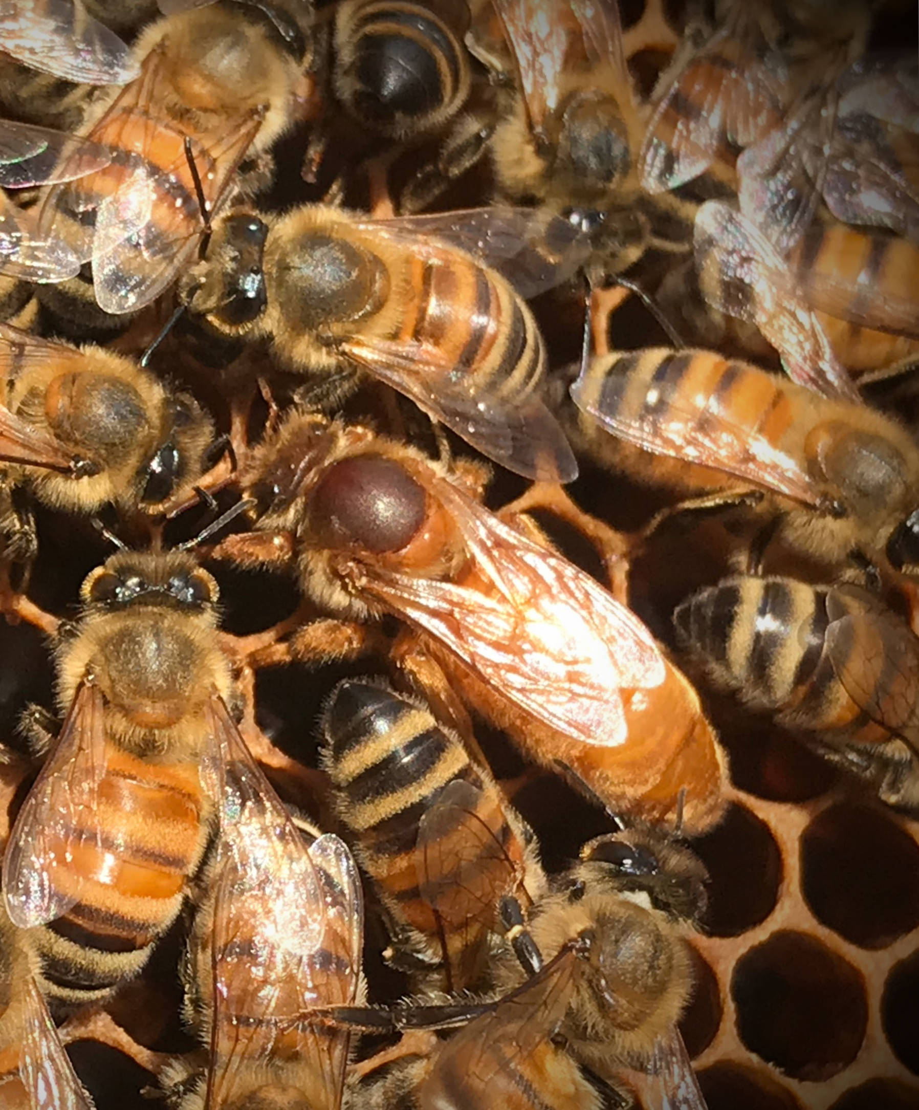 Aluminum Beverage Can   