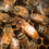 Miniatura: ITALIAN QUEEN BEE - F1