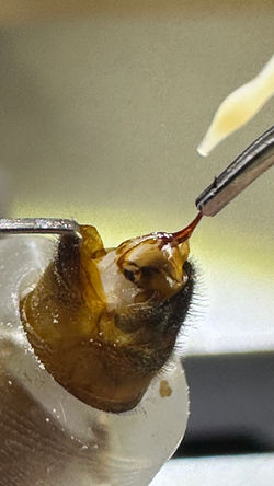 Inseminazione strumentale