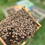 Miniatura: ITALIAN QUEEN BEE - F1