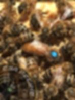 Ape Regina Ligustica inseminata