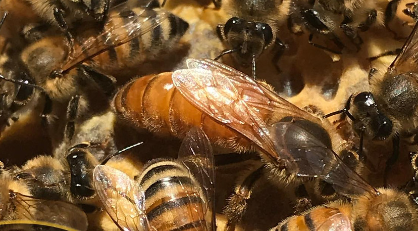 Ligustica ESA Regine