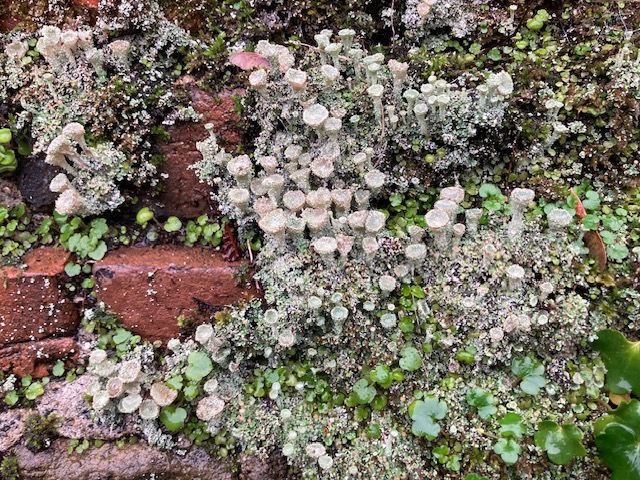 Transition Dec 2025 Newsletter