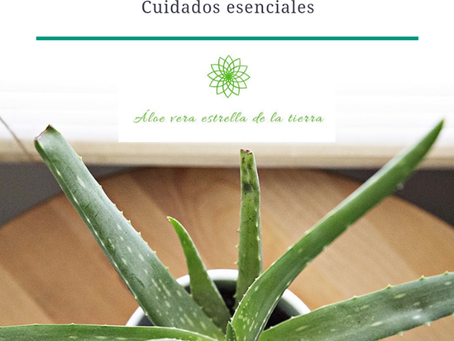 TIPS PARA CUIDAR TU ÁLOE.