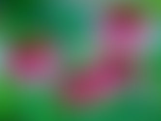 Sonríe a la primavera