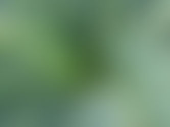 LA MAGIA DE TENER UN ÁLOE VERA