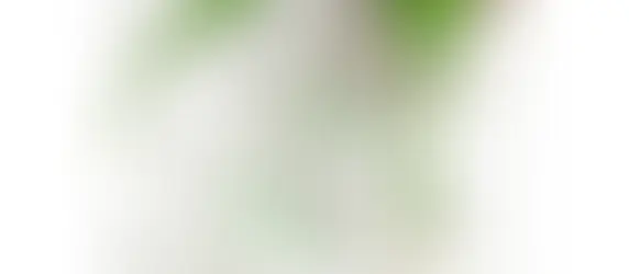Beneficios del Áloe vera para cuidar tu piel.