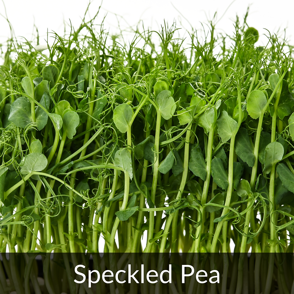 Speckled pea with banner