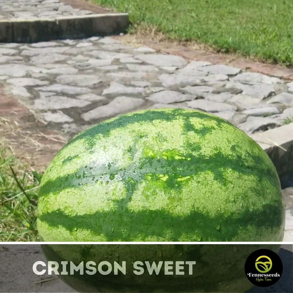 Thumbnail: Crimson Sweet Watermelon Seeds