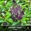 Thumbnail: Sweet Thai Basil