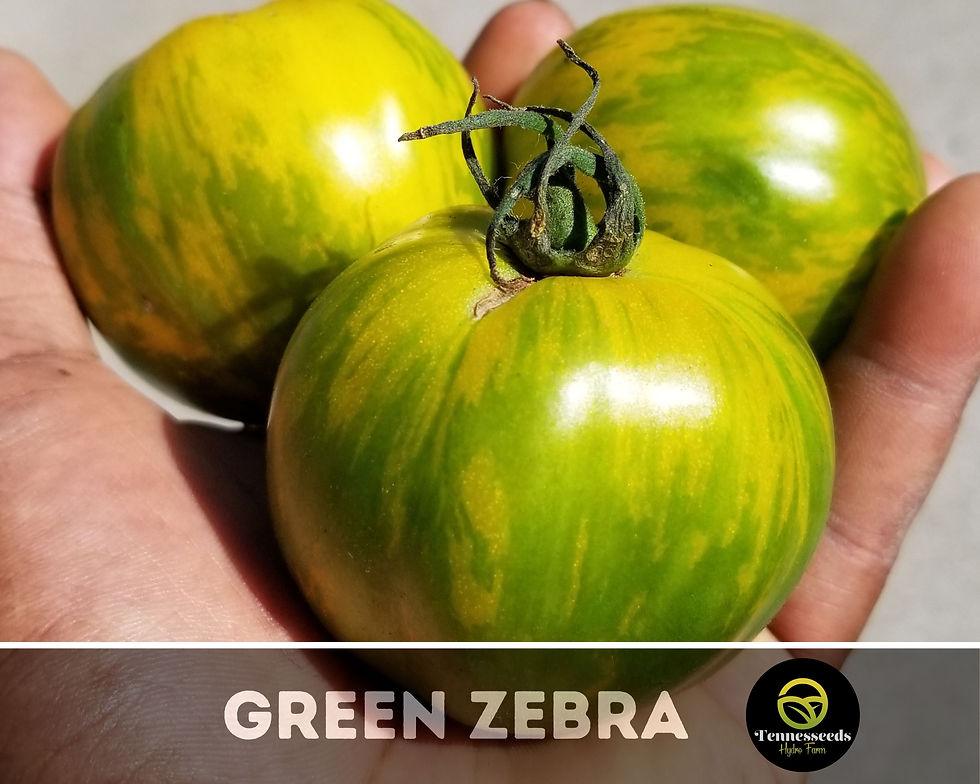 Green Zebra Tomato Seeds