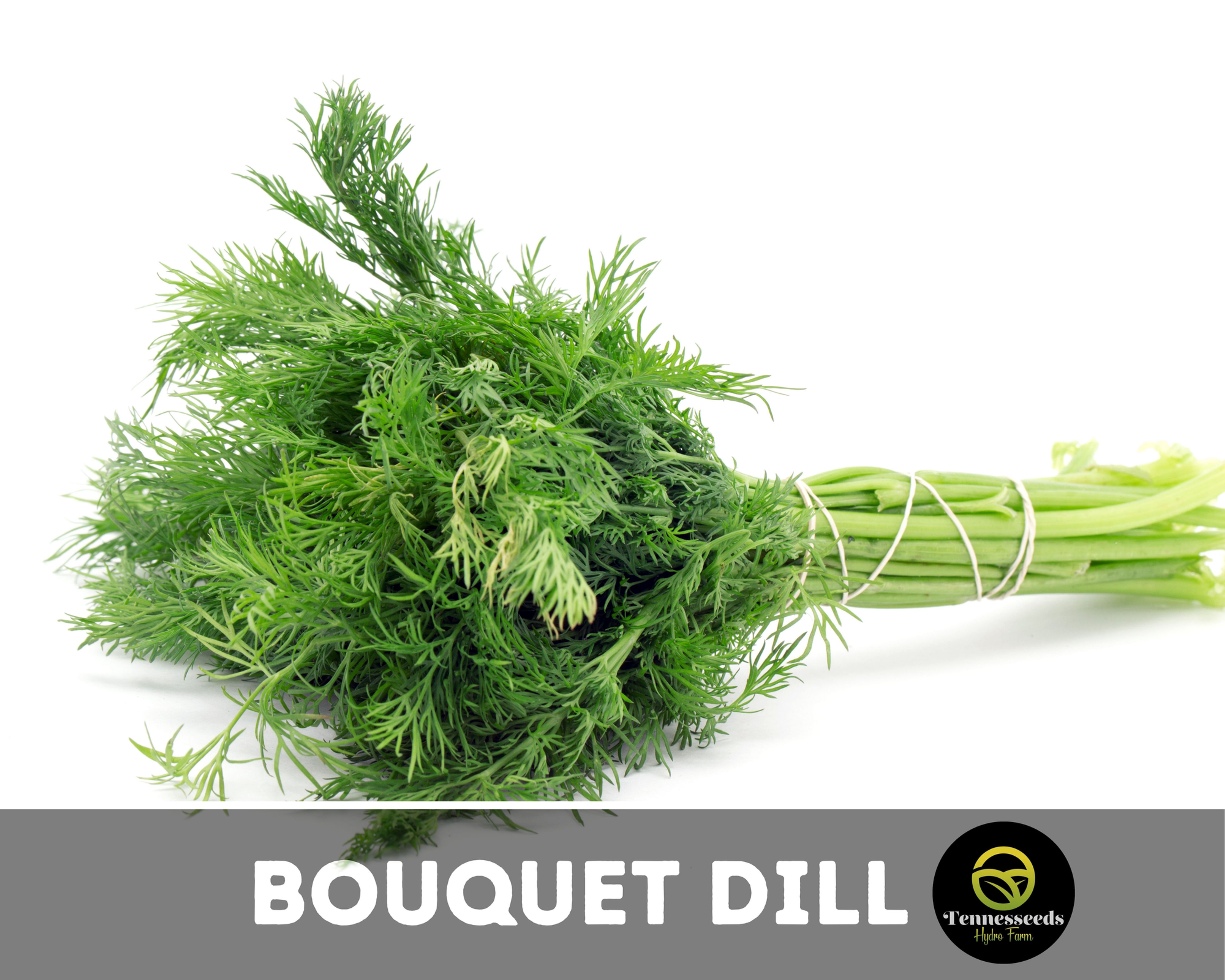 Bouquet Dill