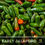 Thumbnail: Early Jalapeño Pepper