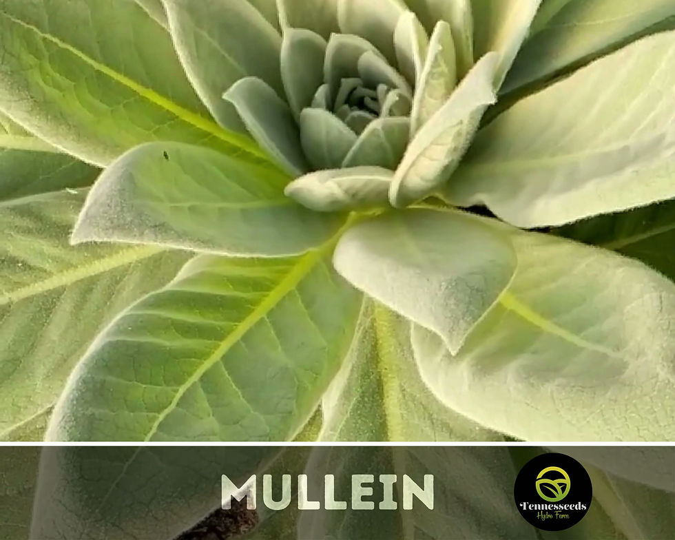 Thumbnail: Common Mullein