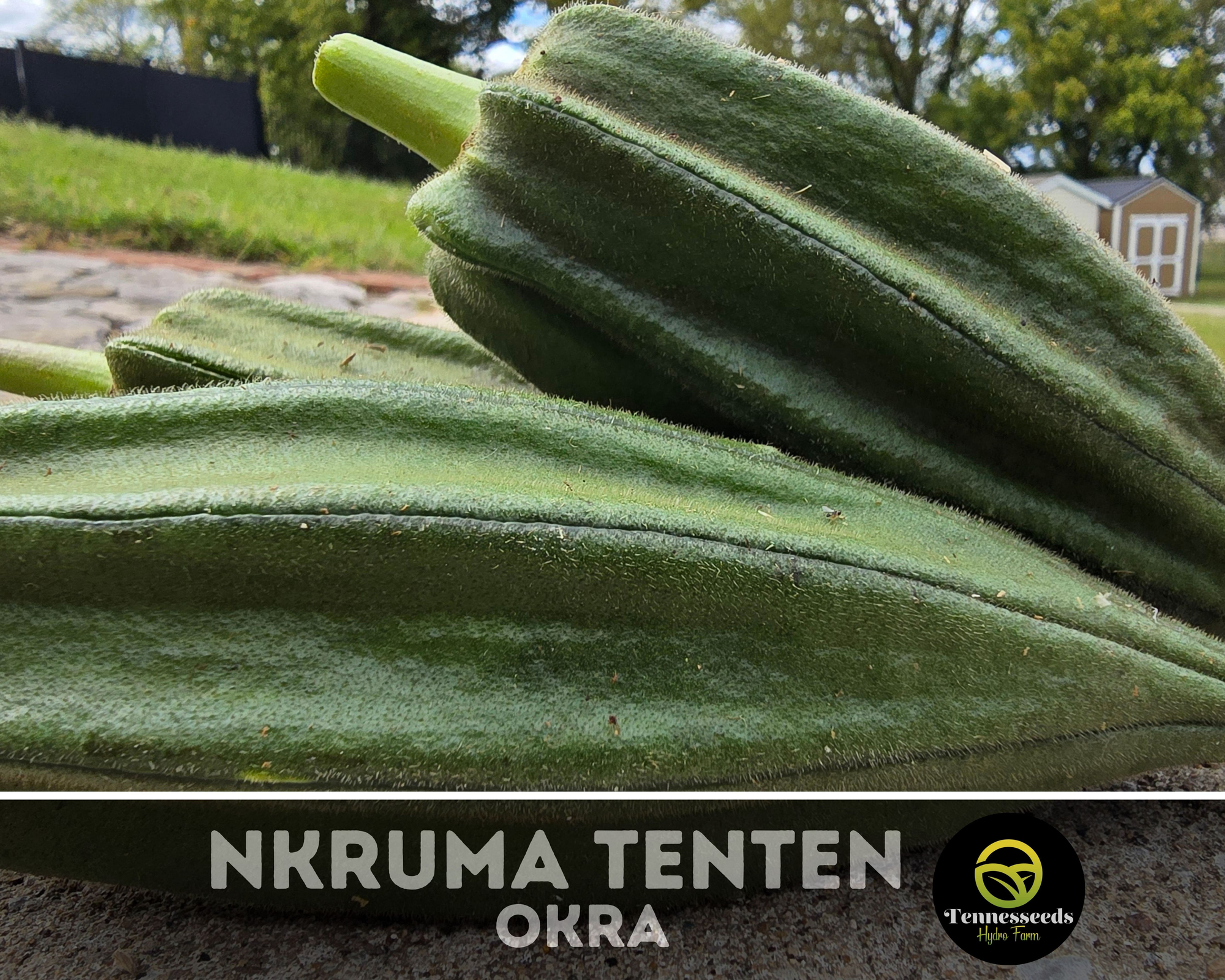 Nkruma Tenten Okra