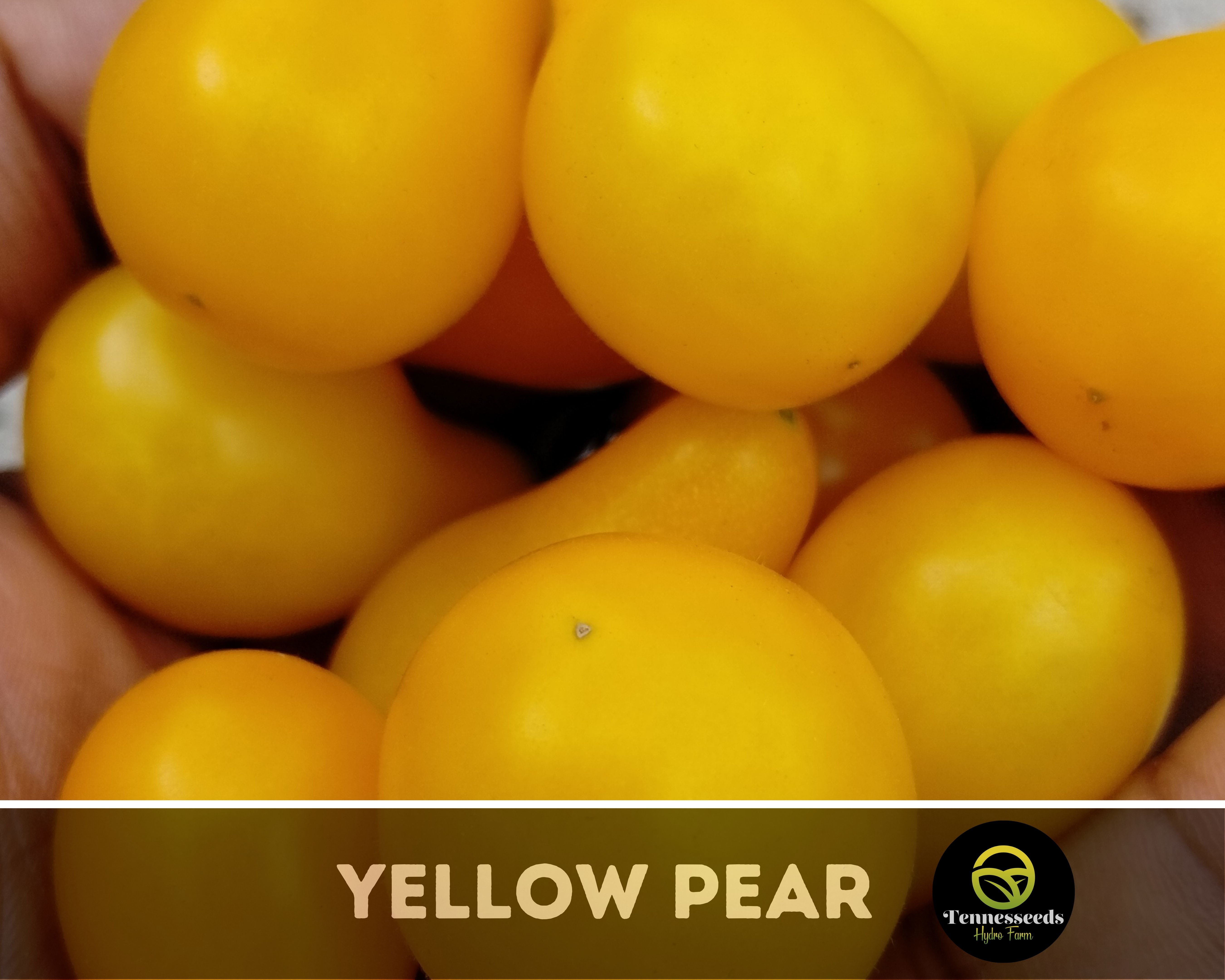 Yellow Pear Tomato
