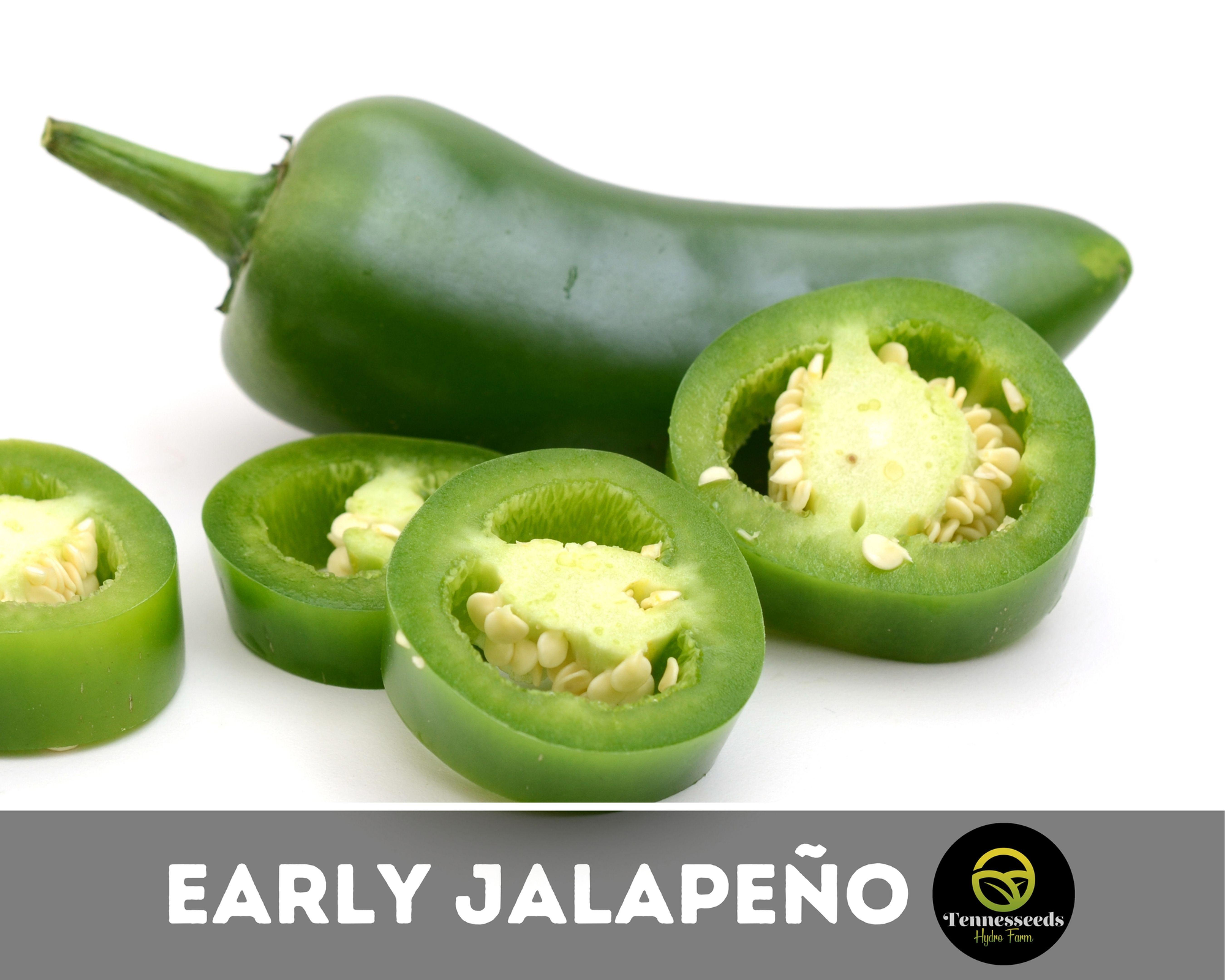 Early Jalapeño Pepper