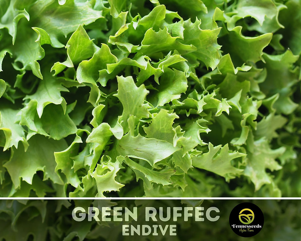 Thumbnail: Green Curled Ruffec Endive