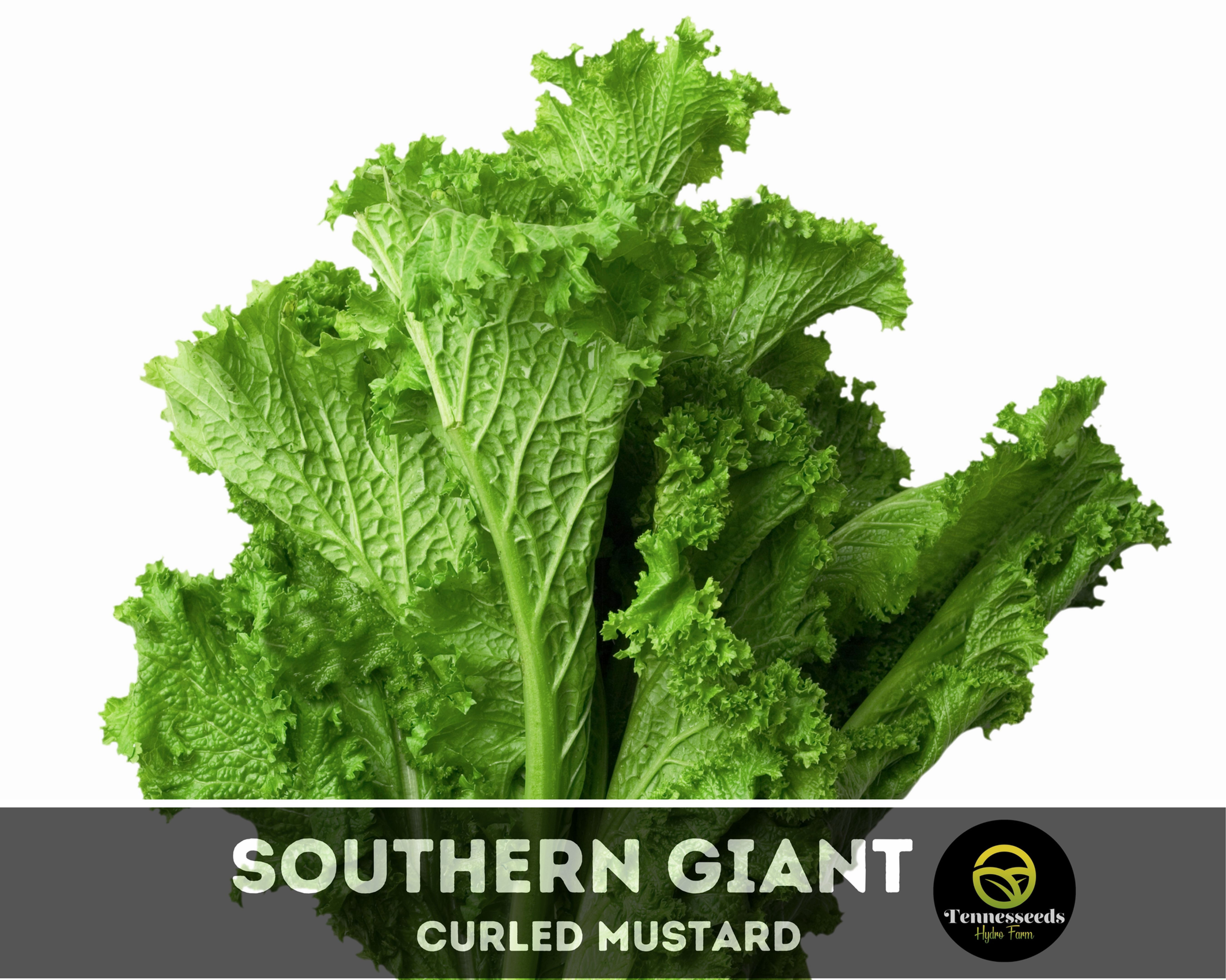 Southern Giant Curled Mustard