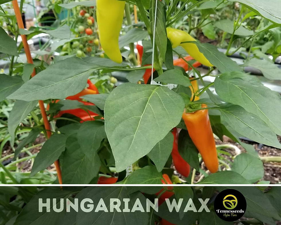 Thumbnail: Hungarian Yellow Wax Pepper