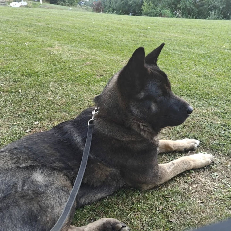 Leo Akita2