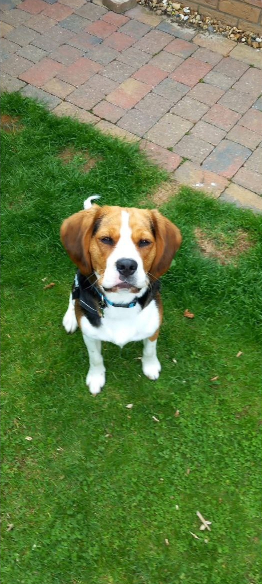 Ralphie the Beagle/ Cavalier Mix - Recall Training