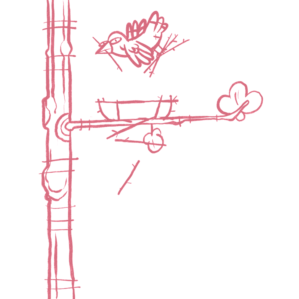 BIRD MAKING A NEST_edited_edited.png