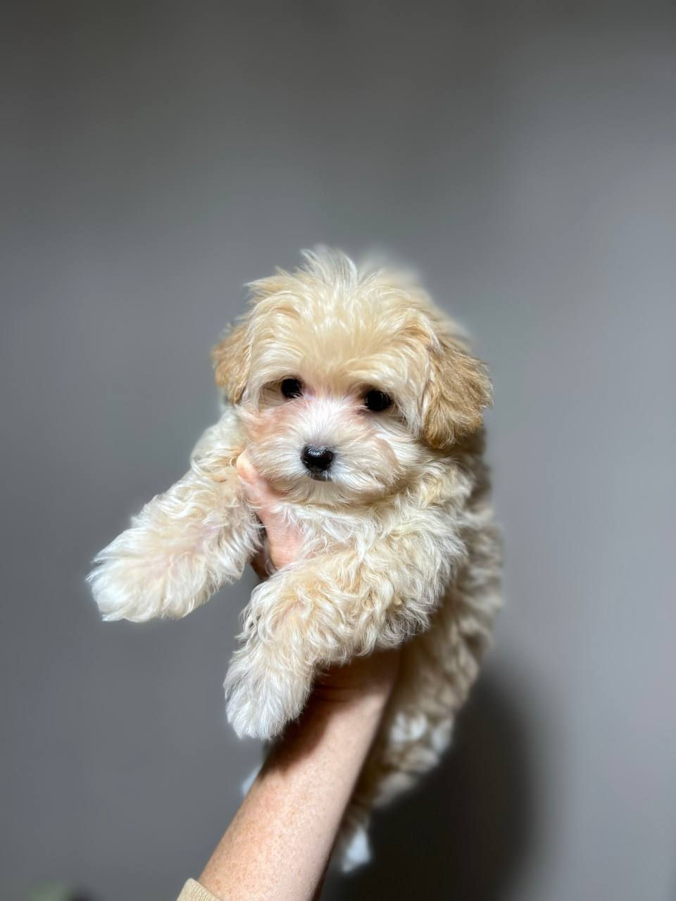 First-Time Dog Owner's Guide to Maltipoos