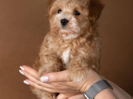 Maltipoo Socialization: Raising a Confident, Friendly Dog