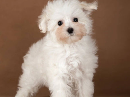 Maltipoo Puppies for Sale in New York: Urban Living Considerations