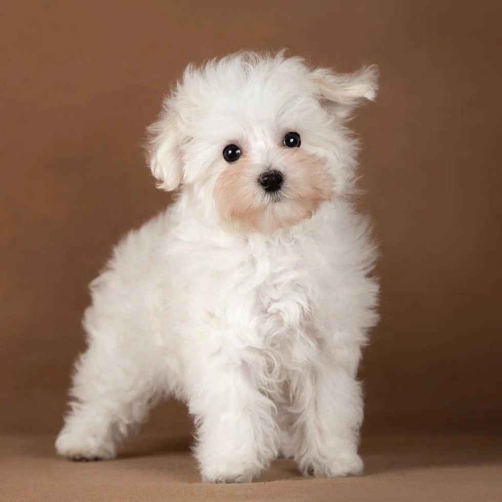 Maltipoo Puppies for Sale in New York