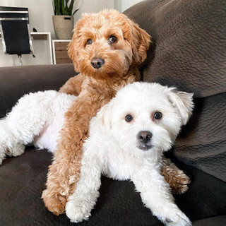 Cheap maltipoo puppies for sale near me sale