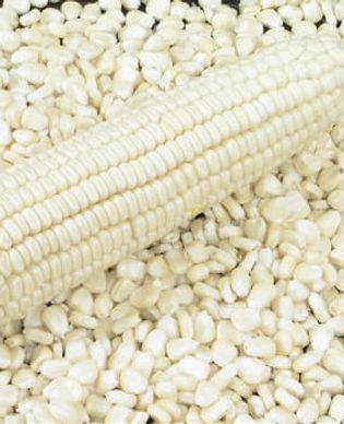brazil-White-corn-GMO..jpeg