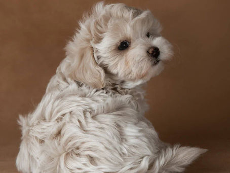 Common Maltipoo Behavioral Issues and Solutions