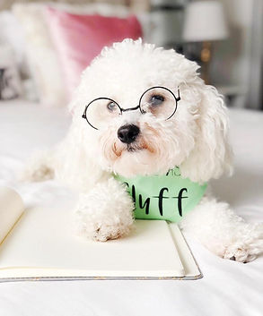 maltipoo puppies accessories