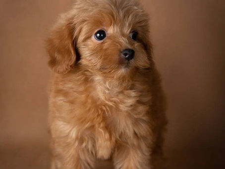 Maltipoo Puppies for Sale in California: Breeder Directory and Tips