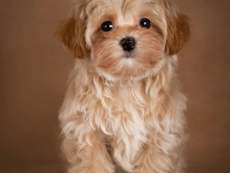 Questions to Ask Maltipoo Breeders Before You Buy