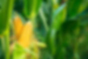 Brazilian Corn for Sale - Taste the Flavors of Brazil's Corn
