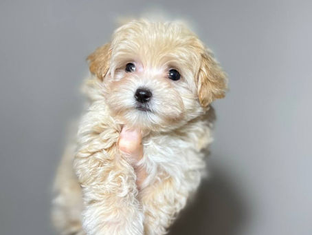 Red Flags: How to Spot Maltipoo Puppy Mills and Scams