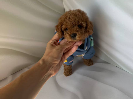 Preparing Your Home for a Maltipoo Puppy