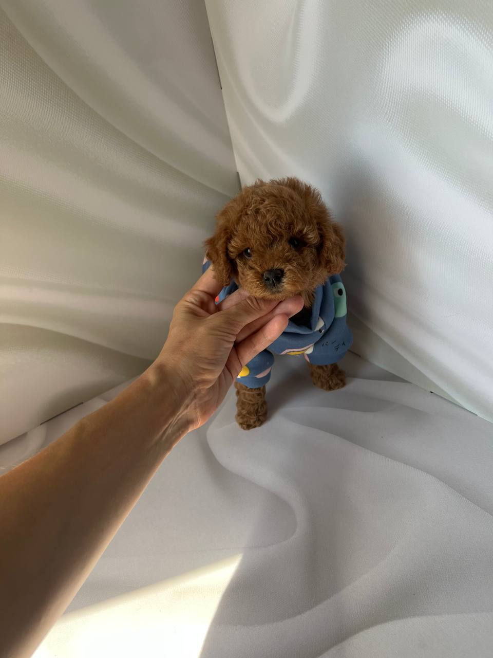 Preparing Your Home for a Maltipoo Puppy