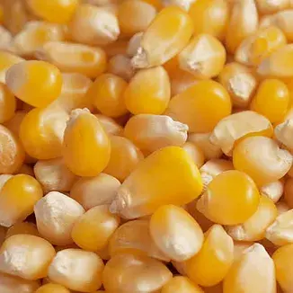 Brazil Yellow Corn (GMO).webp