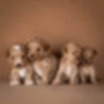 Maltipoos Hypoallergenic