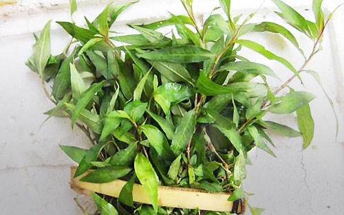 Feuilles de Laksa – Rau răm