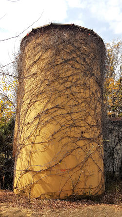 Rapunzel